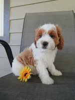 Nalo, a male Cavapoo for sale in Oskaloosa, KS – 1 of 8