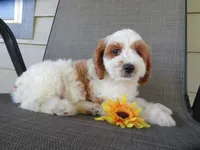 Noelle, a female Cavapoo for sale in Oskaloosa, KS – 6 of 10