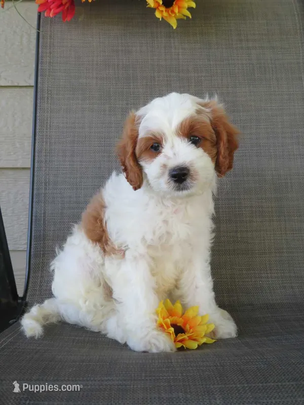 Noelle – Cavapoo puppy for sale in Oskaloosa, KS