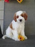 Noelle, a female Cavapoo for sale in Oskaloosa, KS – 1 of 10