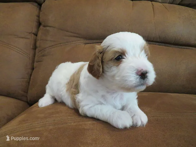 Noelle – Cavapoo puppy for sale in Oskaloosa, KS
