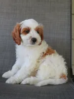 Noelle, a female Cavapoo for sale in Oskaloosa, KS – 9 of 10
