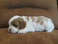 Nicole, a female Cavapoo for sale in Oskaloosa, KS – 6 of 7