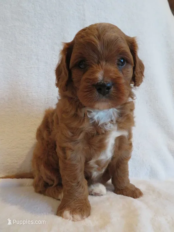 Maverick – Cavapoo puppy for sale in Oskaloosa, KS
