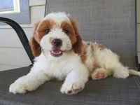 Nalo, a male Cavapoo for sale in Oskaloosa, KS – 3 of 8