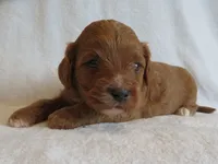 Maverick, a male Cavapoo for sale in Oskaloosa, KS – 1 of 6