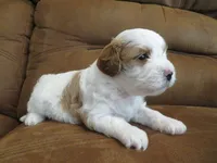Noelle, a female Cavapoo for sale in Oskaloosa, KS – 6 of 7