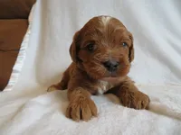 Macy, a female Cavapoo for sale in Oskaloosa, KS – 2 of 6