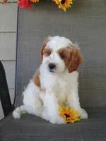 Noelle, a female Cavapoo for sale in Oskaloosa, KS – 4 of 10