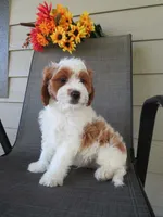 Nalo, a male Cavapoo for sale in Oskaloosa, KS – 4 of 8