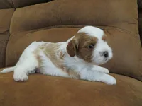 Nalo, a male Cavapoo for sale in Oskaloosa, KS – 6 of 7