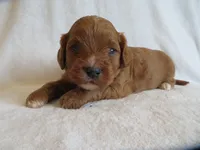 Maverick, a male Cavapoo for sale in Oskaloosa, KS – 2 of 6