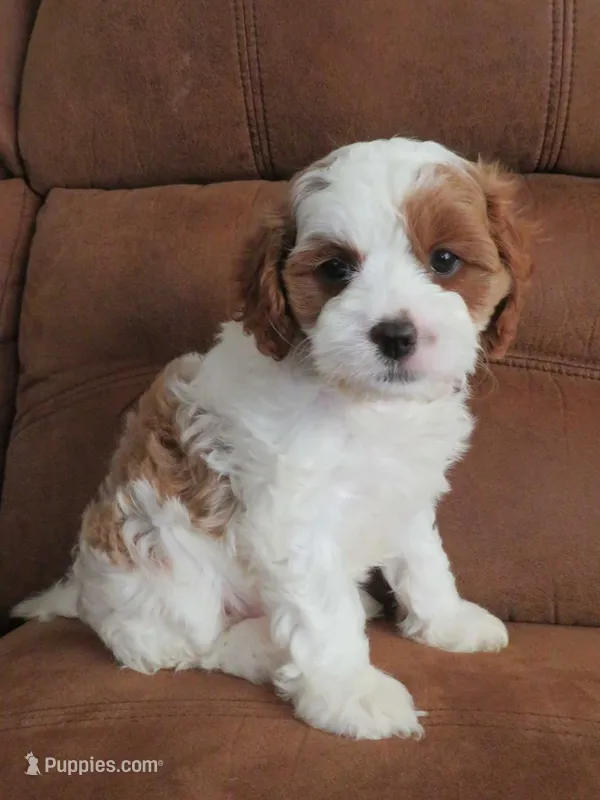 Nicole – Cavapoo puppy for sale in Oskaloosa, KS