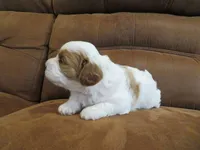 Noelle, a female Cavapoo for sale in Oskaloosa, KS – 7 of 7