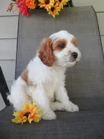 Noelle, a female Cavapoo for sale in Oskaloosa, KS – 7 of 10