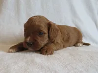 Maverick, a male Cavapoo for sale in Oskaloosa, KS – 4 of 6
