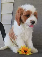 Nalo, a male Cavapoo for sale in Oskaloosa, KS – 7 of 8