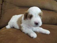 Noelle, a female Cavapoo for sale in Oskaloosa, KS – 3 of 7