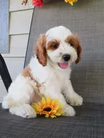 Noelle, a female Cavapoo for sale in Oskaloosa, KS – 2 of 10
