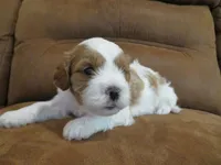 Nalo, a male Cavapoo for sale in Oskaloosa, KS – 5 of 7