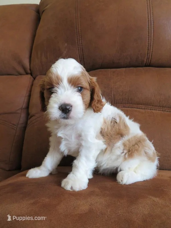 Nalo – Cavapoo puppy for sale in Oskaloosa, KS