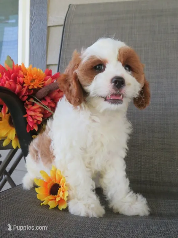 Nicole – Cavapoo puppy for sale in Oskaloosa, KS