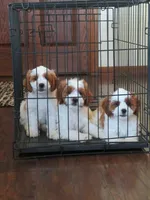 Nalo, a male Cavapoo for sale in Oskaloosa, KS – 8 of 8