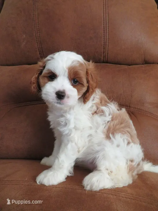 Noelle – Cavapoo puppy for sale in Oskaloosa, KS