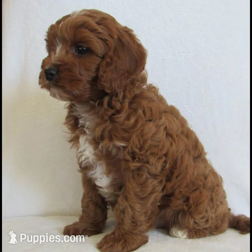 Liko 💙, a male Cavapoo for sale in Oskaloosa, KS – Photo 6 of 8