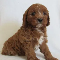 Liko 💙, a male Cavapoo for sale in Oskaloosa, KS – 5 of 8