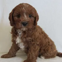 Liko 💙, a male Cavapoo for sale in Oskaloosa, KS – 8 of 8