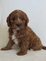 Liko 💙, a male Cavapoo for sale in Oskaloosa, KS – Photo 8 of 8