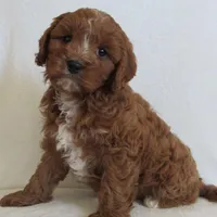 Liko 💙, a male Cavapoo for sale in Oskaloosa, KS – 3 of 8