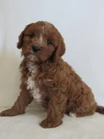 Liko 💙, a male Cavapoo for sale in Oskaloosa, KS – Photo 3 of 8