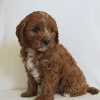 Liko 💙, a male Cavapoo for sale in Oskaloosa, KS – 7 of 8