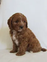 Liko 💙, a male Cavapoo for sale in Oskaloosa, KS – Photo 7 of 8