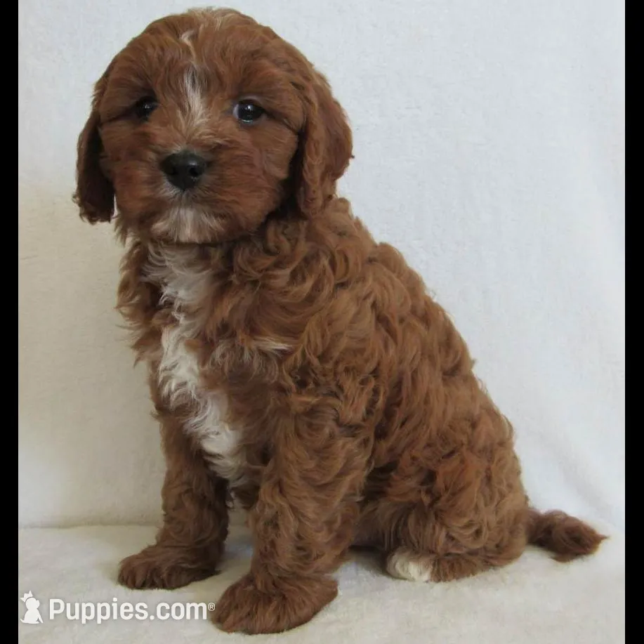 Liko 💙, a male Cavapoo for sale in Oskaloosa, KS – Photo 4 of 8