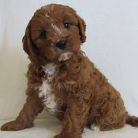 Liko 💙, a male Cavapoo for sale in Oskaloosa, KS – 1 of 8