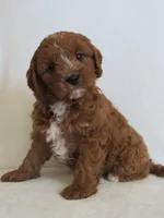 Liko 💙, a male Cavapoo for sale in Oskaloosa, KS – Photo 1 of 8