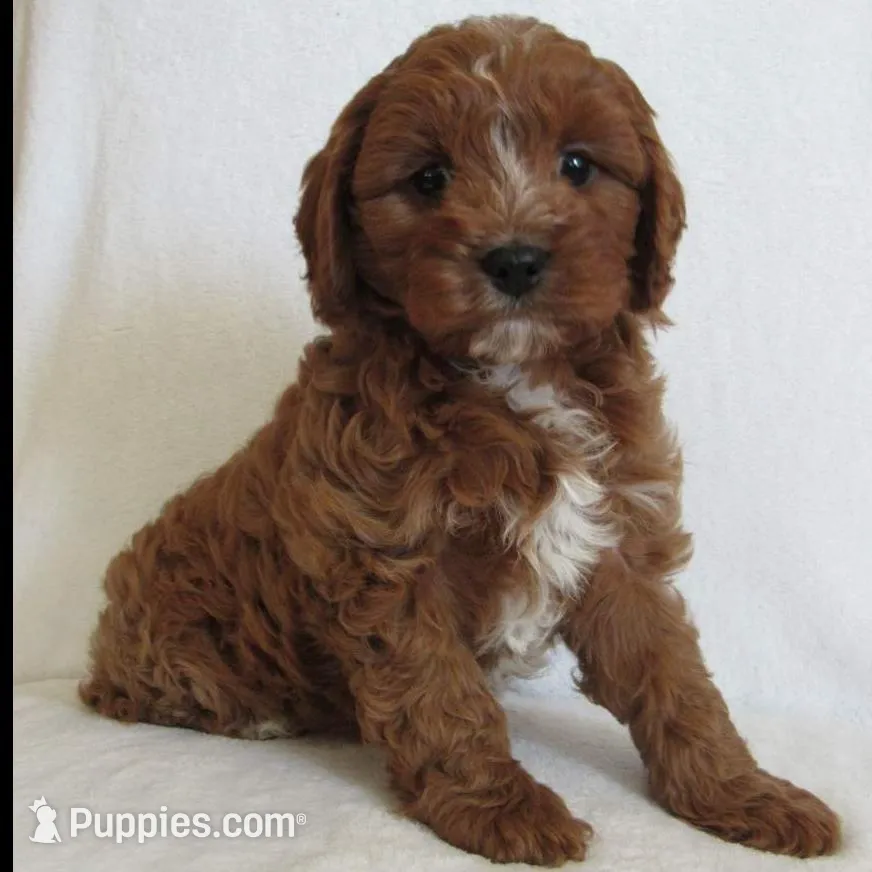 Liko 💙, a male Cavapoo for sale in Oskaloosa, KS – Photo 2 of 8