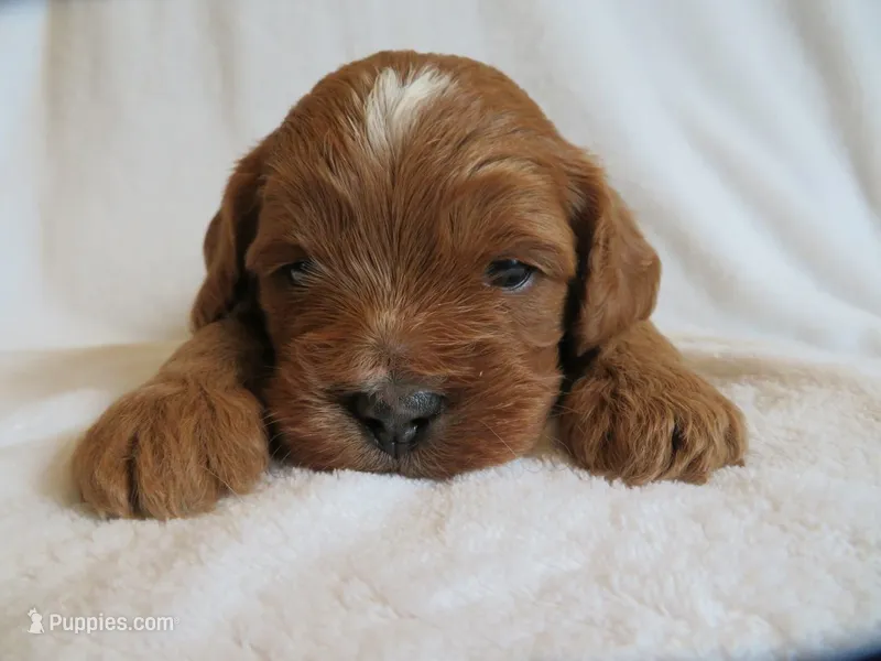 Macy – Cavapoo puppy for sale in Oskaloosa, KS