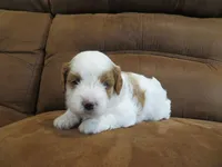 Noelle, a female Cavapoo for sale in Oskaloosa, KS – 2 of 7