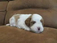 Nicole, a female Cavapoo for sale in Oskaloosa, KS – 2 of 7