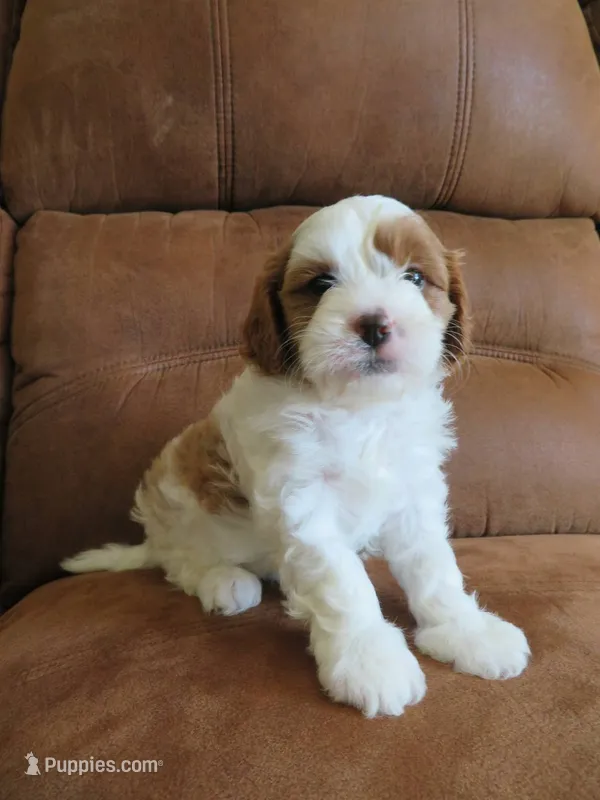 Nicole – Cavapoo puppy for sale in Oskaloosa, KS