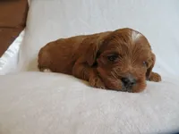 Macy, a female Cavapoo for sale in Oskaloosa, KS – 6 of 6