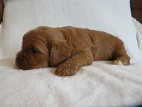 Macy, a female Cavapoo for sale in Oskaloosa, KS – 4 of 6
