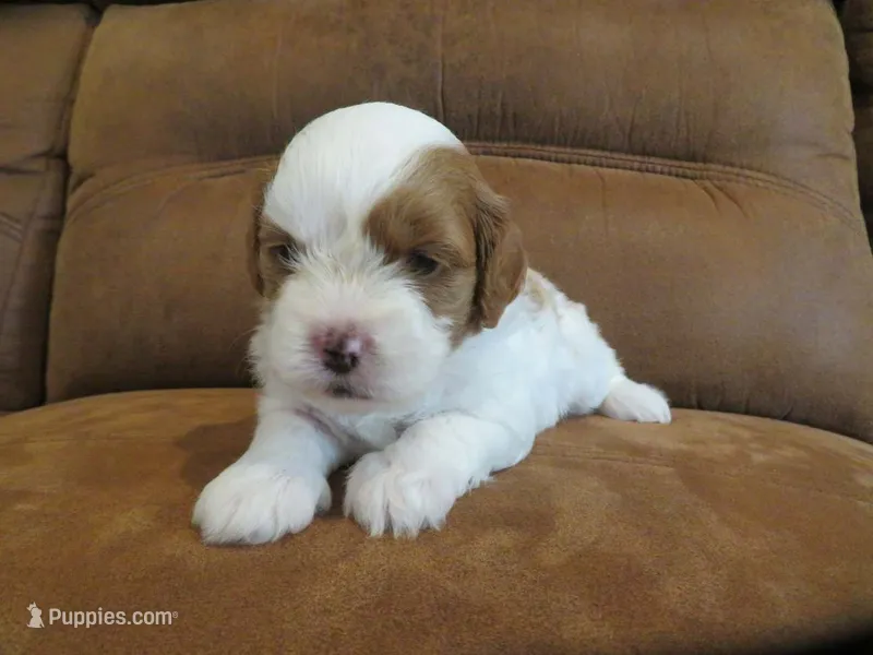 Nicole – Cavapoo puppy for sale in Oskaloosa, KS