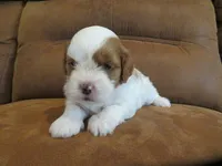 Nicole, a female Cavapoo for sale in Oskaloosa, KS – 1 of 7