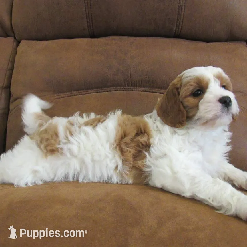 Leo 💙, a male Cavapoo for sale in Oskaloosa, KS – Photo 3 of 7