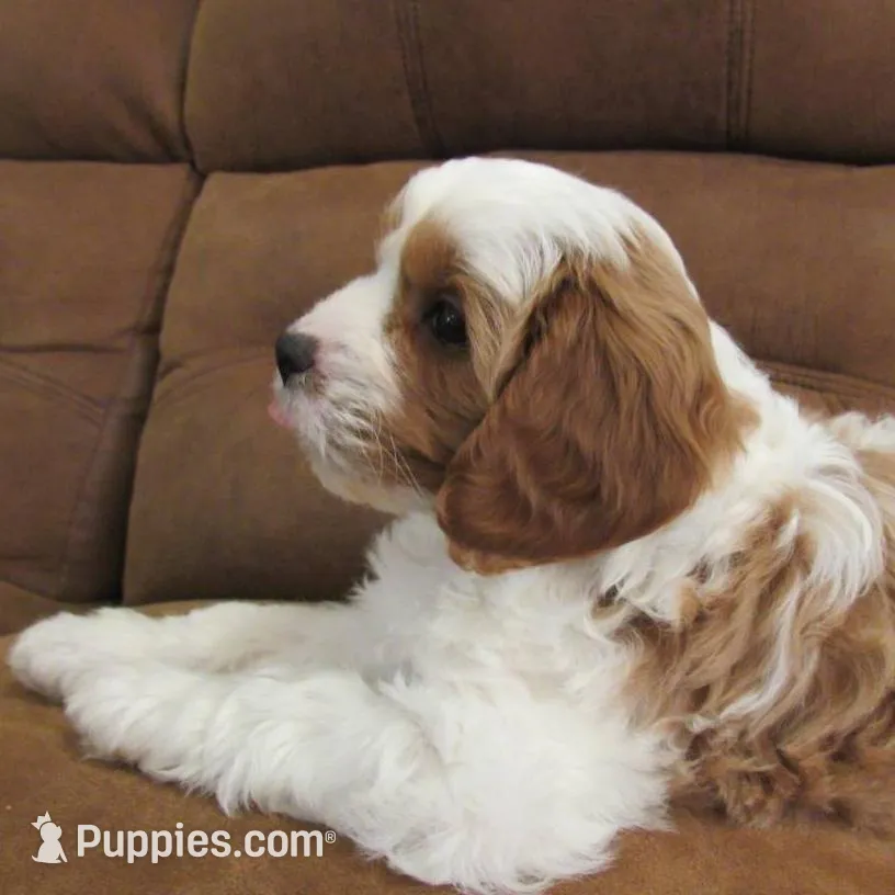 Leo 💙, a male Cavapoo for sale in Oskaloosa, KS – Photo 5 of 7